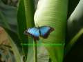 Serie A 1_20 Blauer Morpho im Schmetterlingshaus auf Usedom